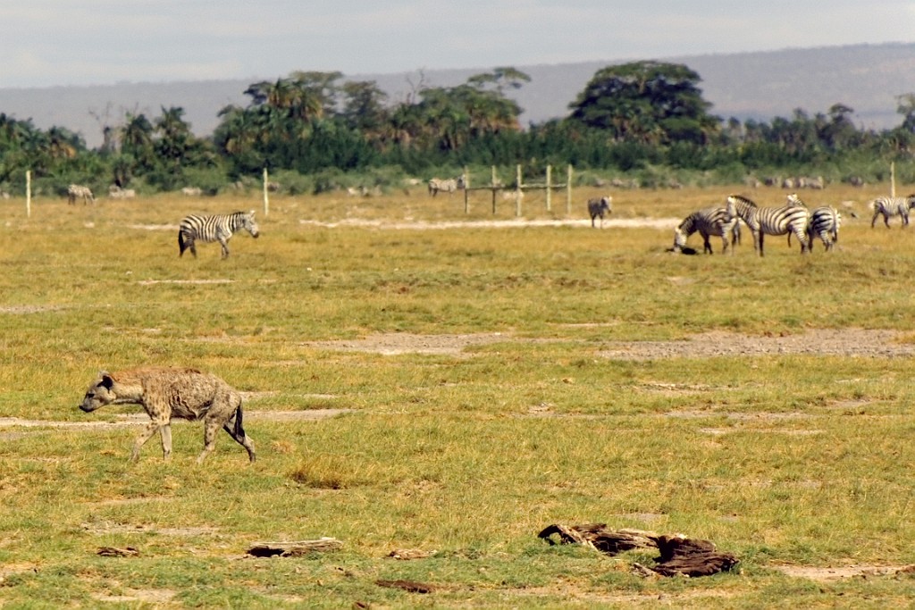 Kenia (245).jpg